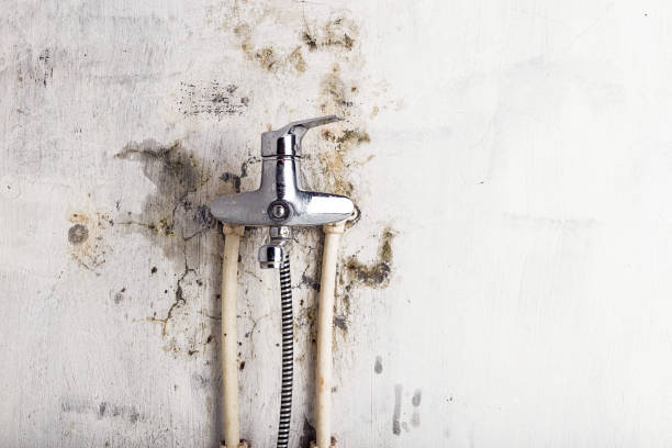 Reliable Delta Junction, AK Mold Removal Solutions