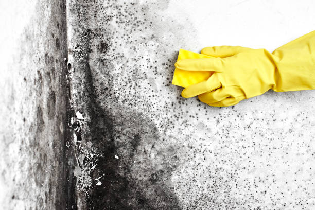 Best Residential Mold Removal  in Delta Junction, AK