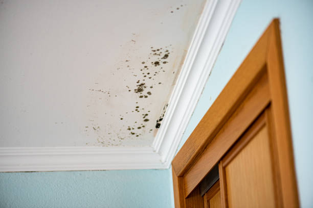 Best Attic Mold Removal  in Delta Junction, AK
