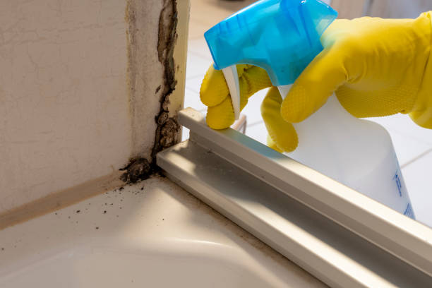 Mold Testing and Removal in Delta Junction, AK