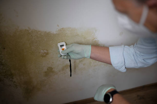 Best Home Mold Removal  in Delta Junction, AK