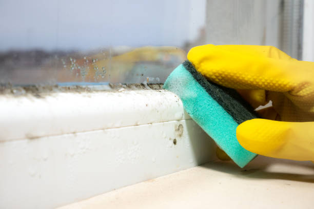 Office Mold Removal Services in Delta Junction, AK