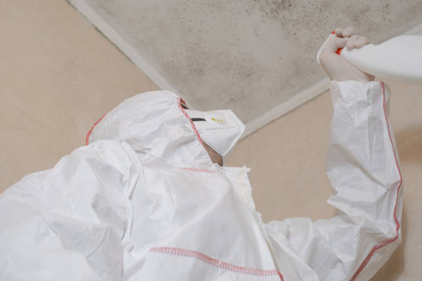 Best Black Mold Removal  in Delta Junction, AK