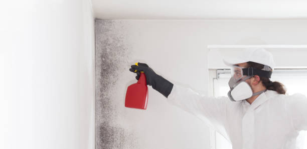 Best Emergency Mold Removal  in Delta Junction, AK