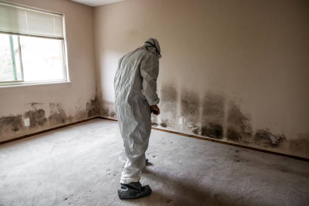 Trusted Delta Junction, AK Mold Removal Experts