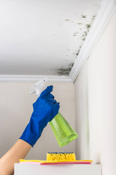 Best Same-Day Mold Removal  in Delta Junction, AK